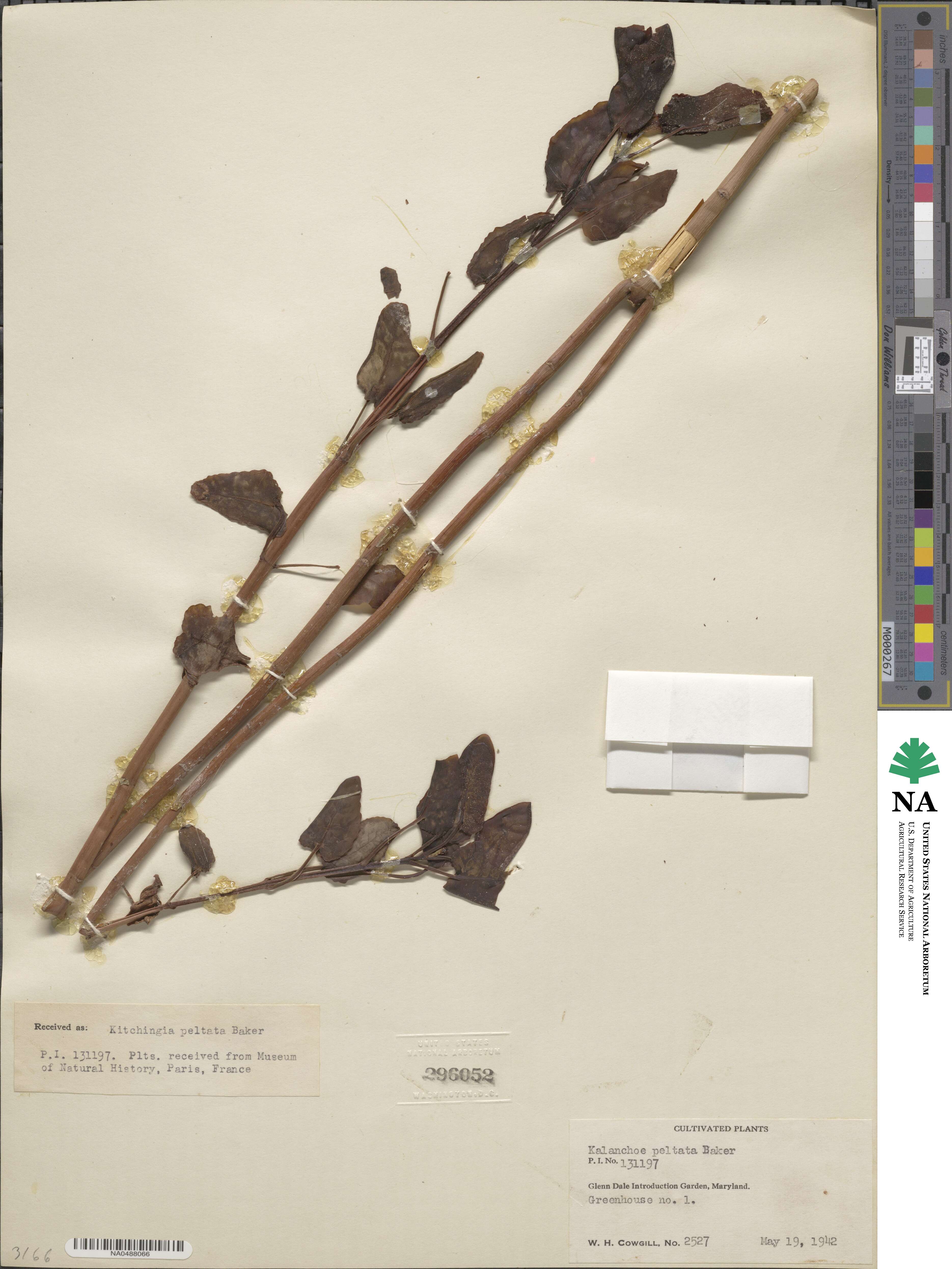 Kalanchoe peltata image
