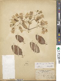 Kalanchoe pinnata image