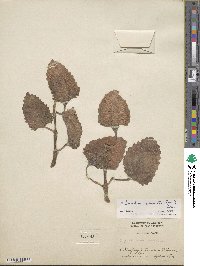 Kalanchoe pinnata image