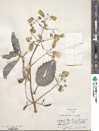 Kalanchoe pinnata image