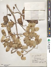 Kalanchoe pinnata image