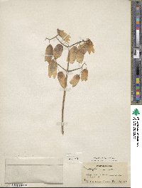 Kalanchoe pinnata image