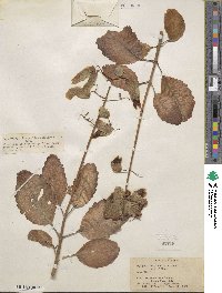 Kalanchoe pinnata image