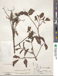 Kalanchoe pinnata image