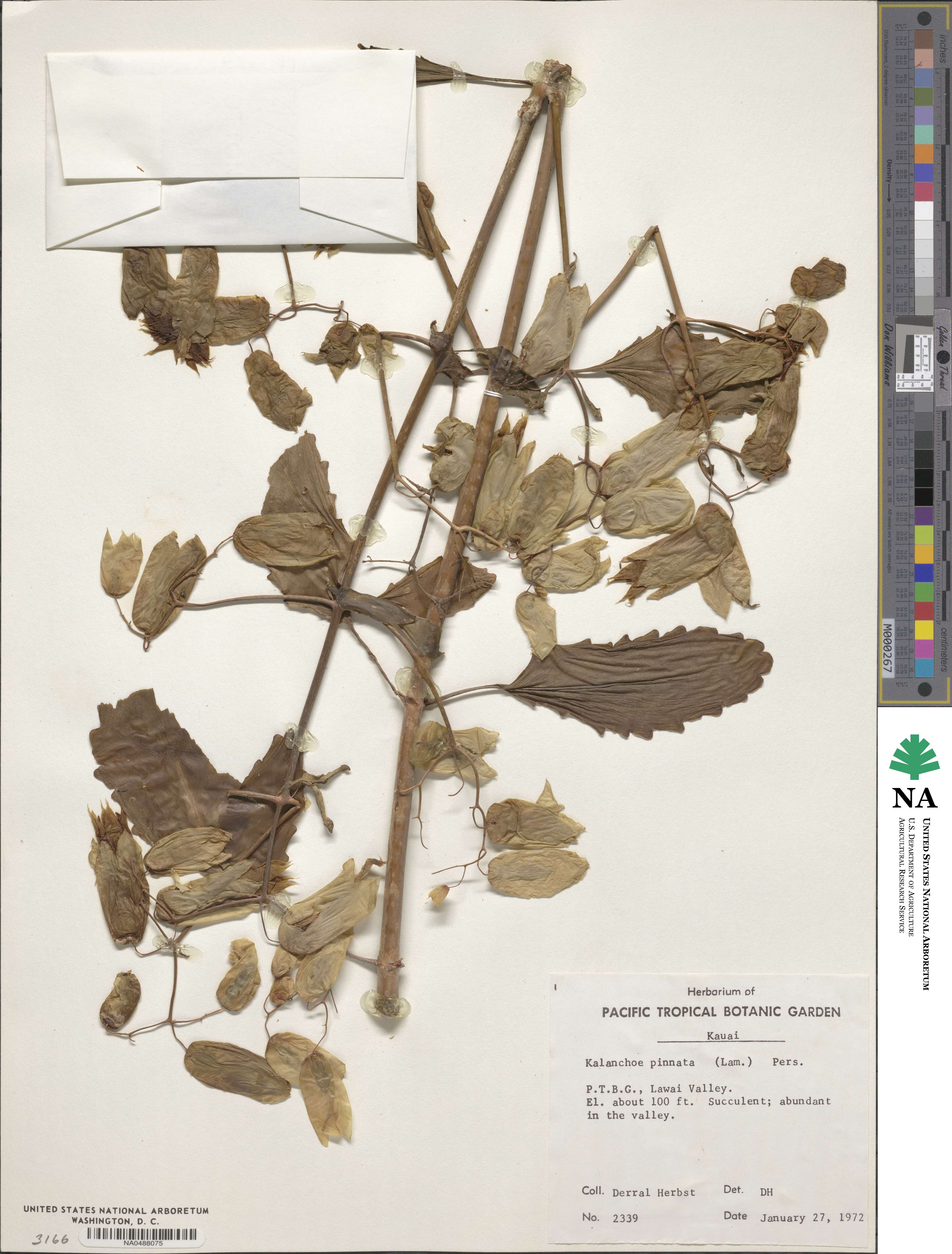 Kalanchoe pinnata image