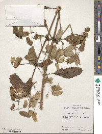 Kalanchoe pinnata image