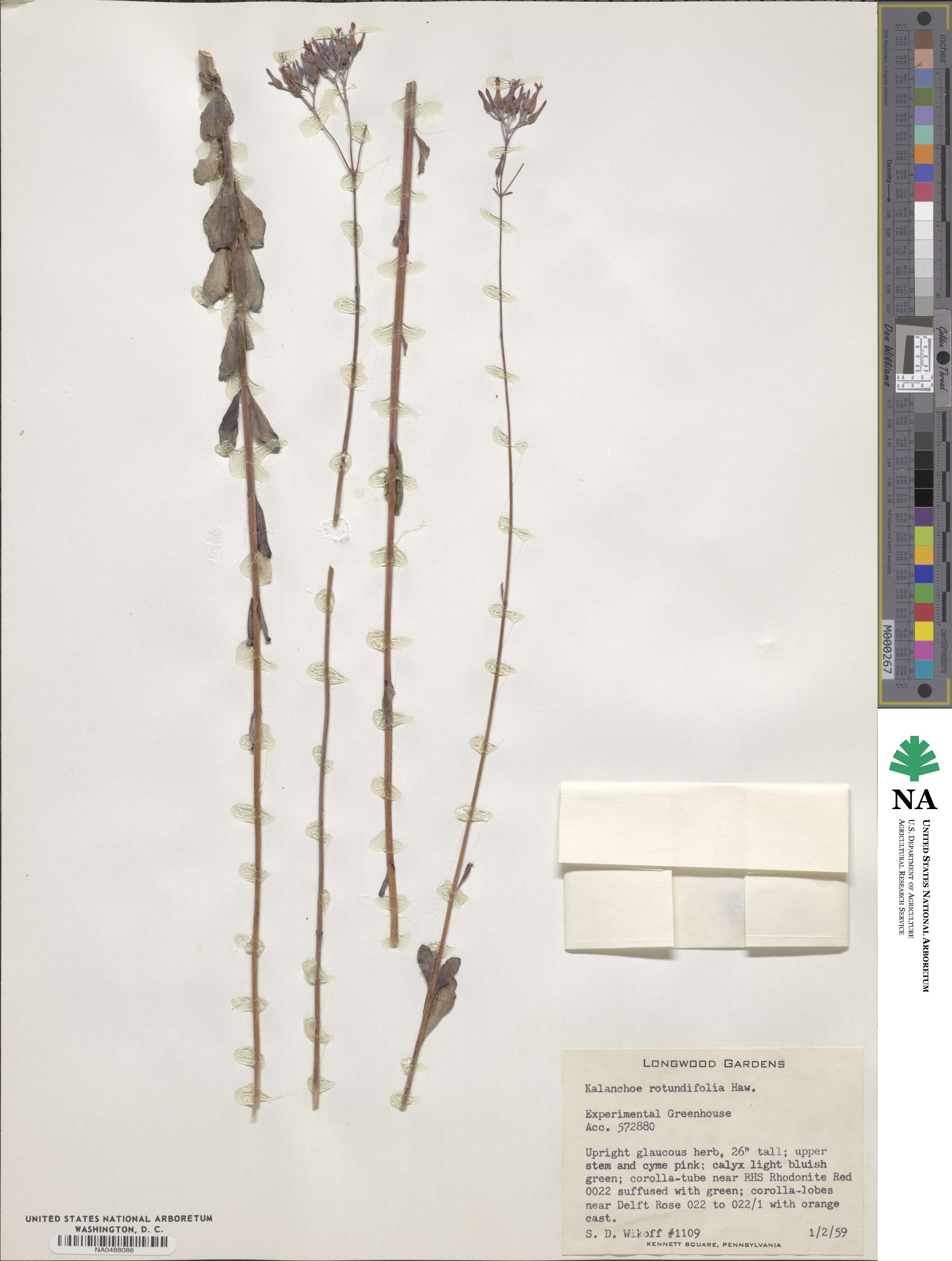 Kalanchoe rotundifolia image