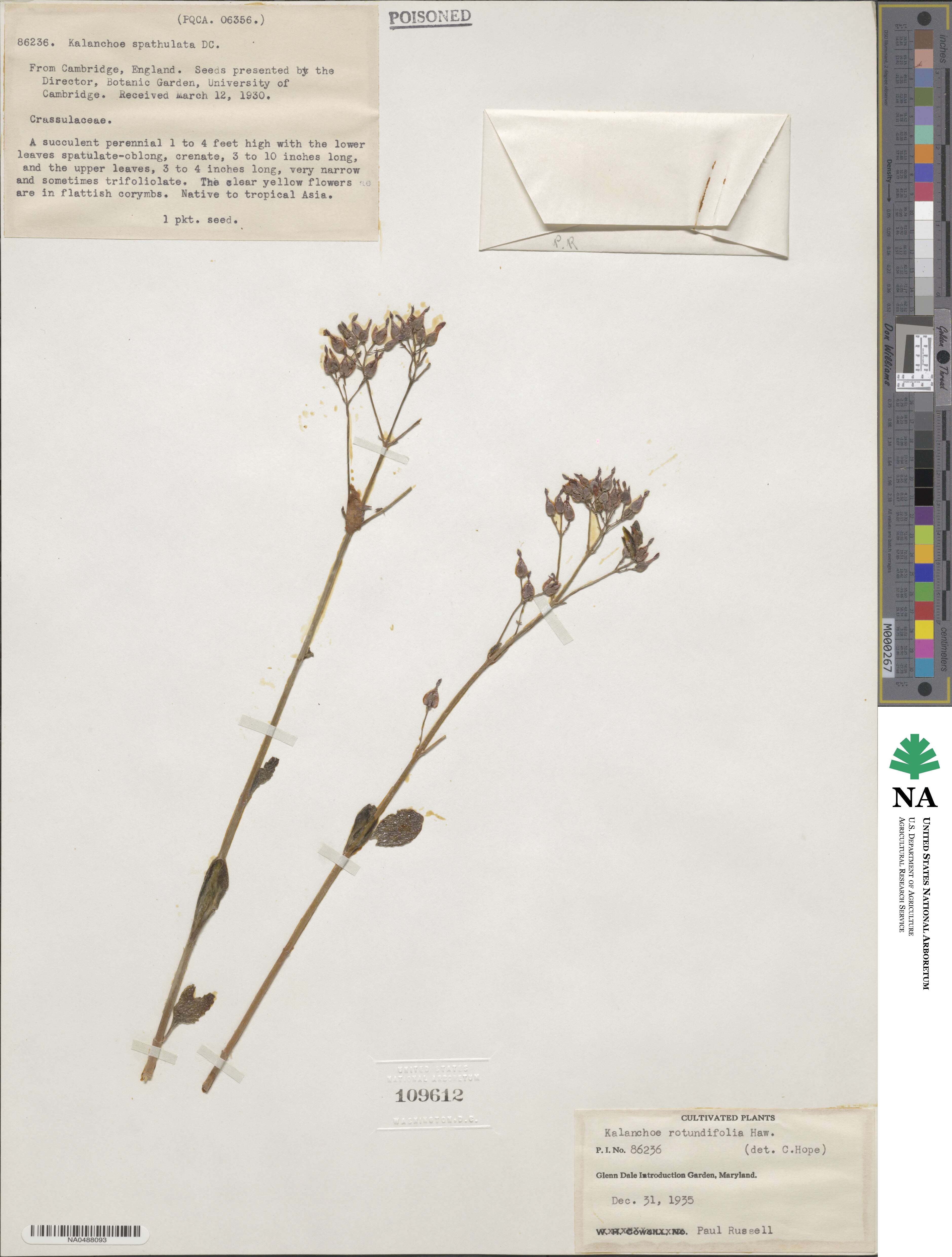 Kalanchoe rotundifolia image