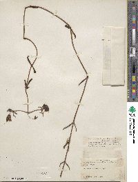 Kalanchoe beauverdii image
