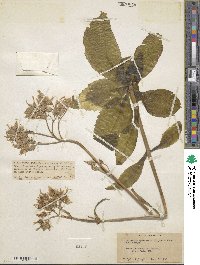 Kalanchoe spathulata image