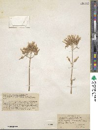 Kalanchoe spathulata image