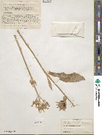 Kalanchoe spathulata image