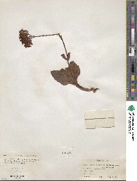 Kalanchoe synsepala image