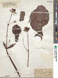 Kalanchoe synsepala image