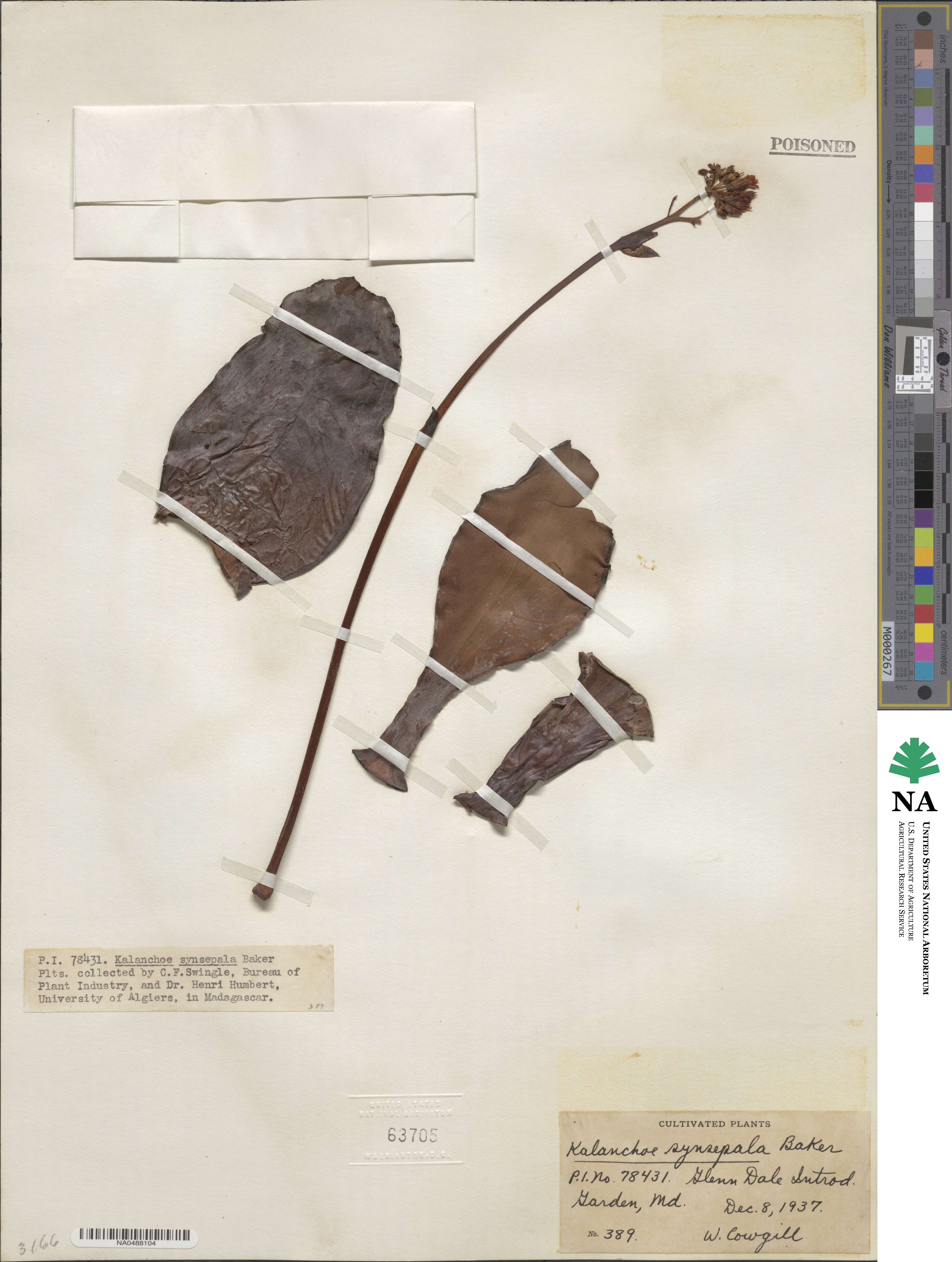 Kalanchoe synsepala image