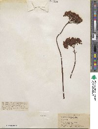 Kalanchoe synsepala image