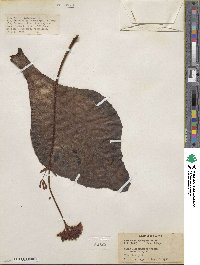 Kalanchoe synsepala image