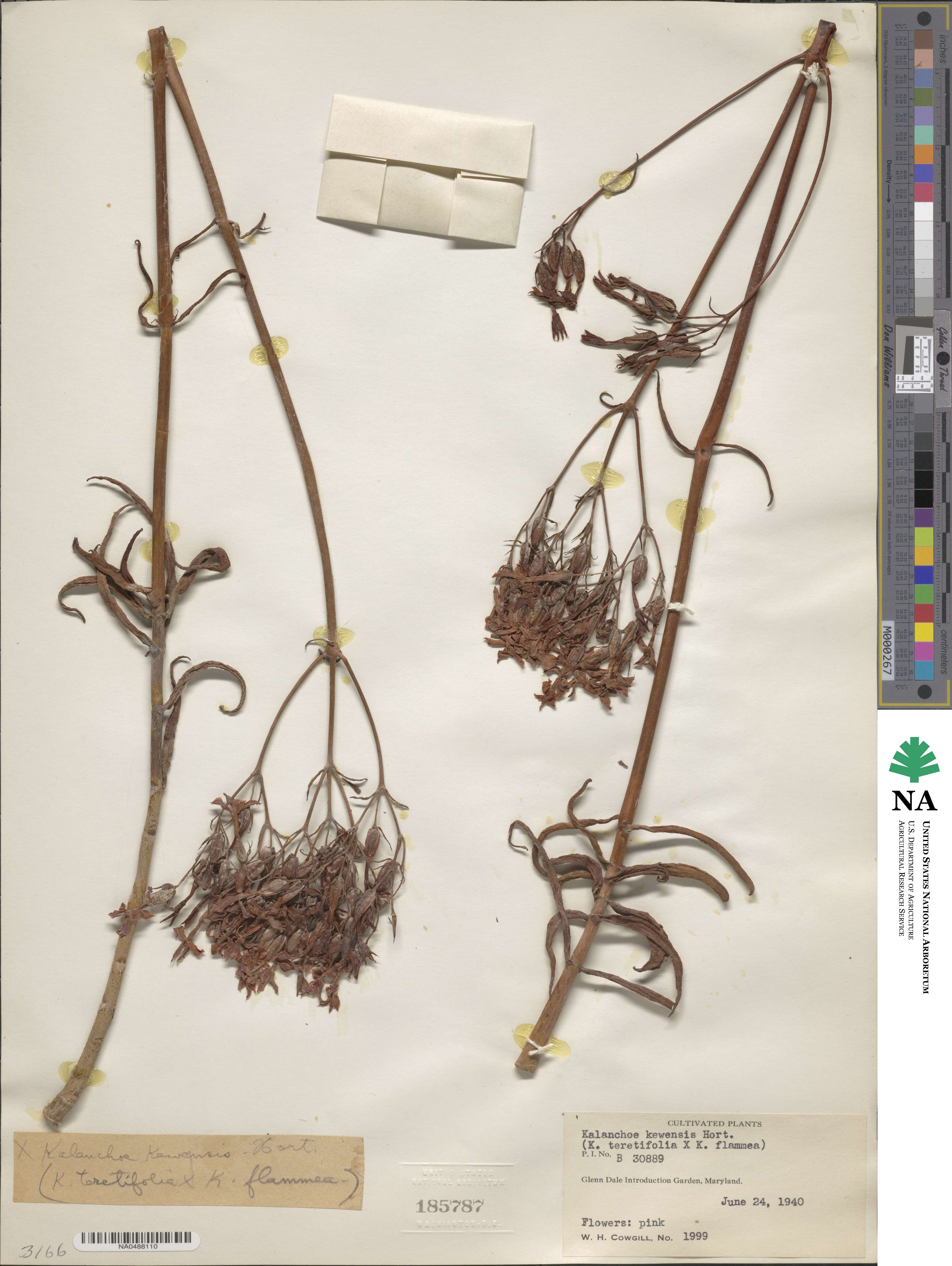 Kalanchoe kewensis image