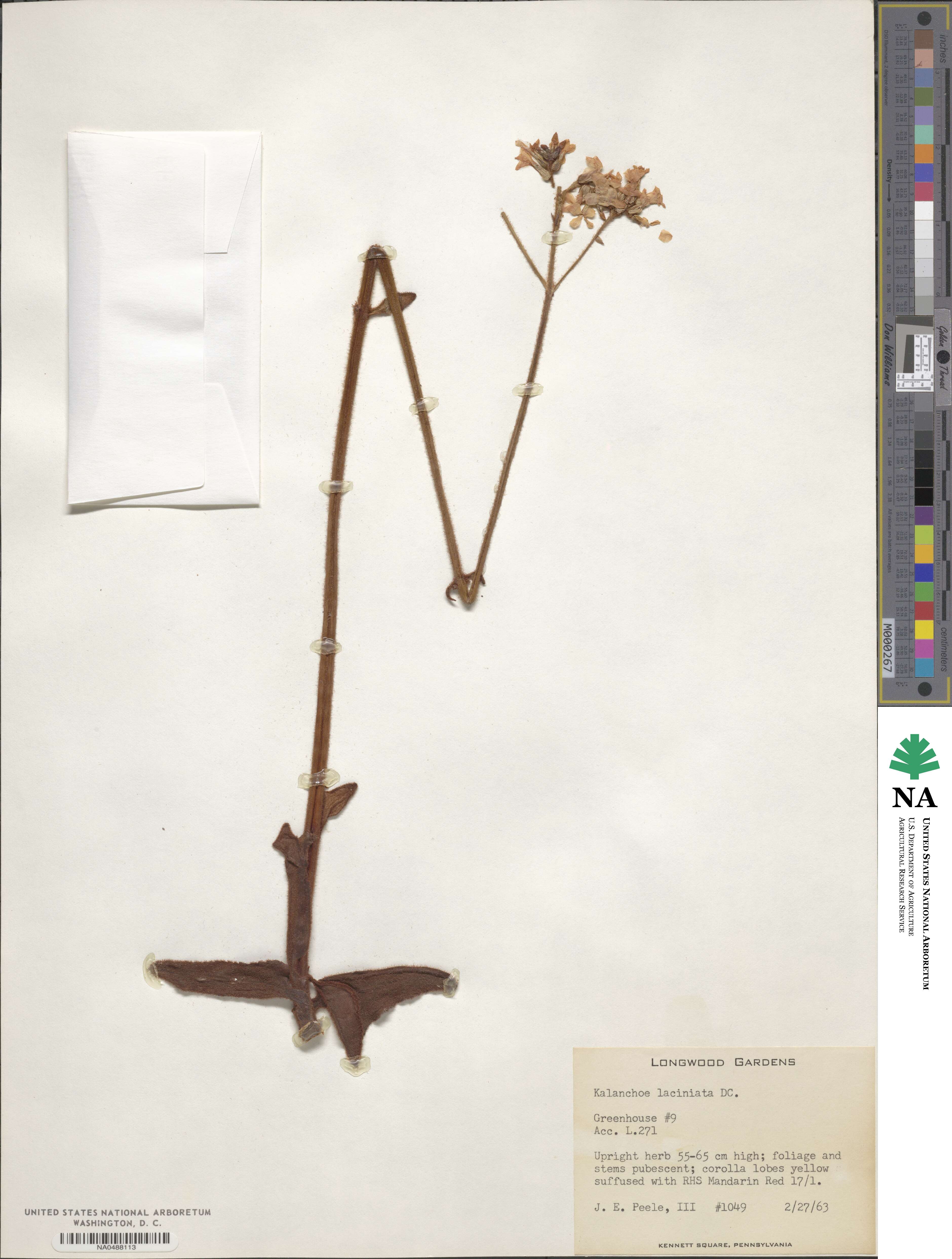 Kalanchoe laciniata image