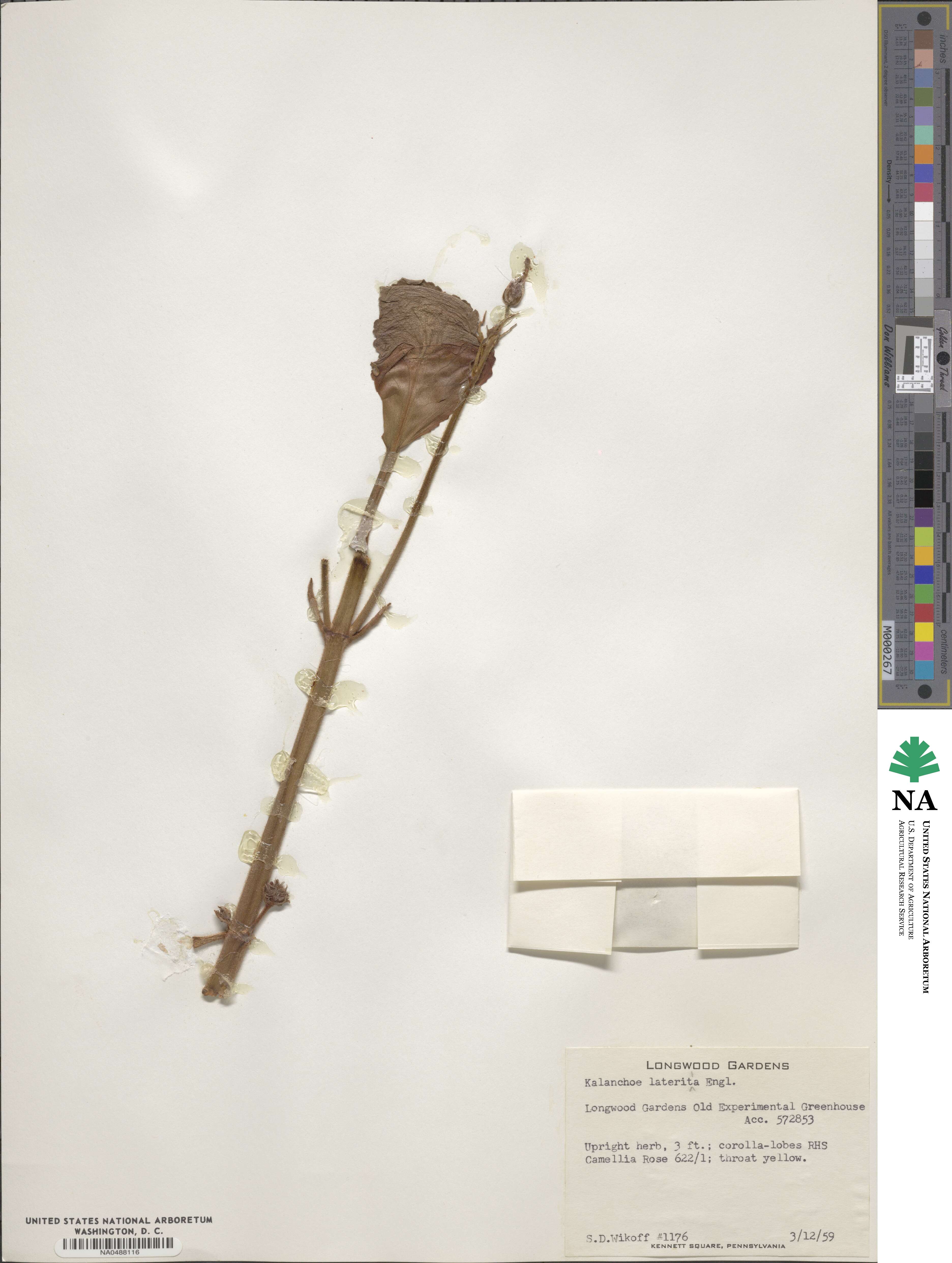 Kalanchoe lateritia image