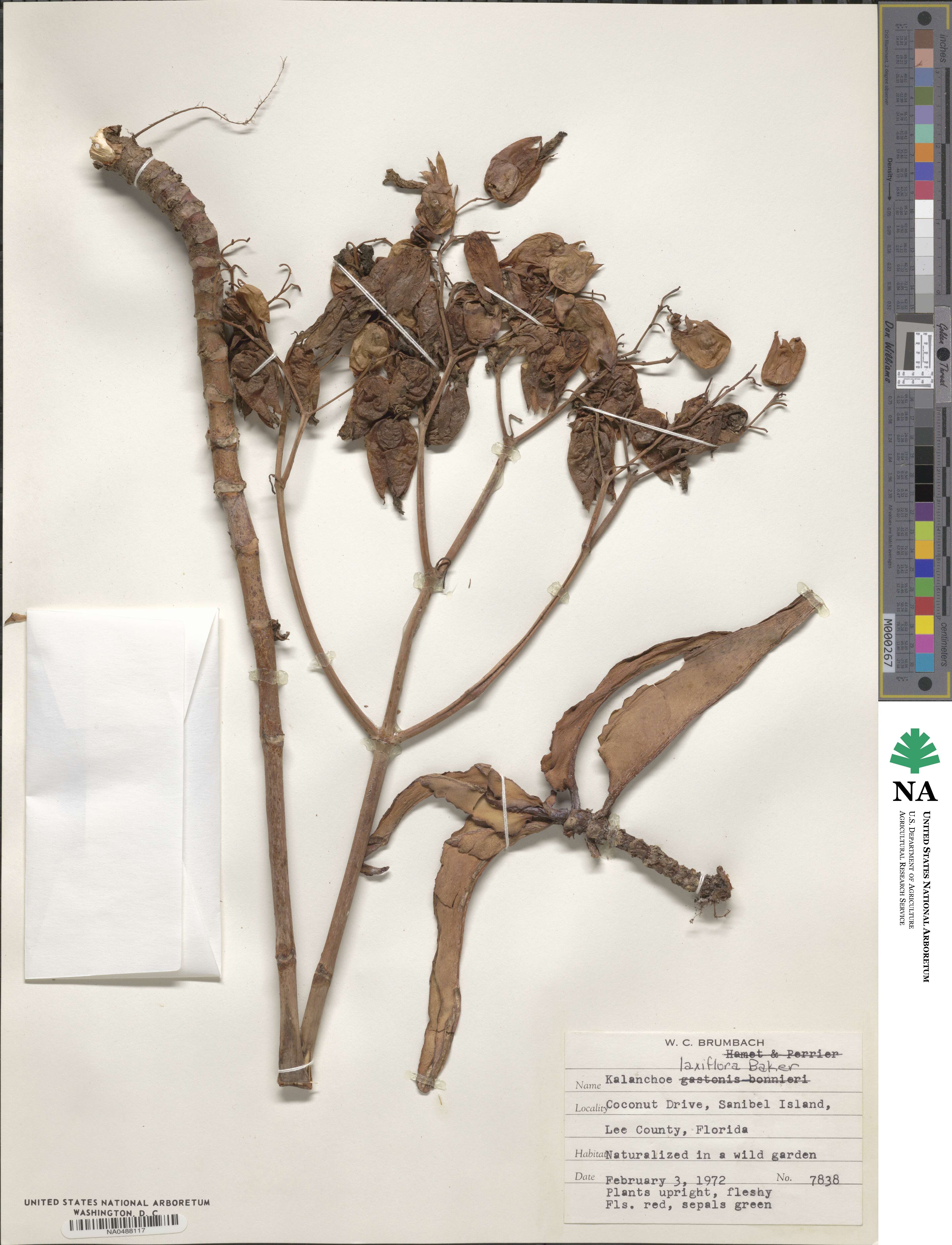 Kalanchoe laxiflora image