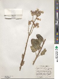 Kalanchoe laxiflora image