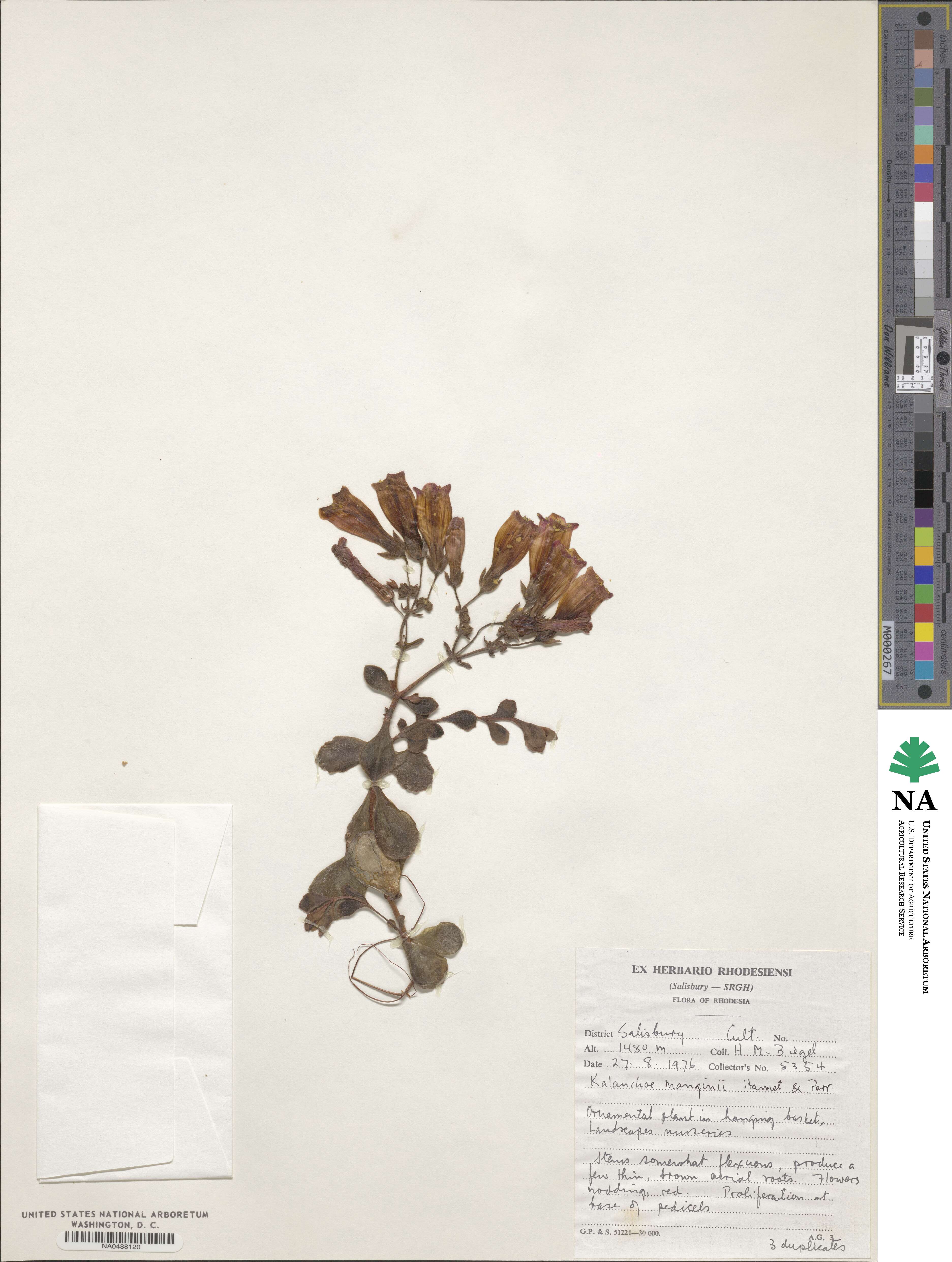 Kalanchoe manginii image