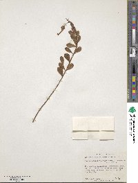 Kalanchoe manginii image