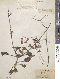 Kalanchoe miniata image