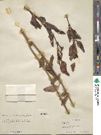 Kalanchoe miniata image