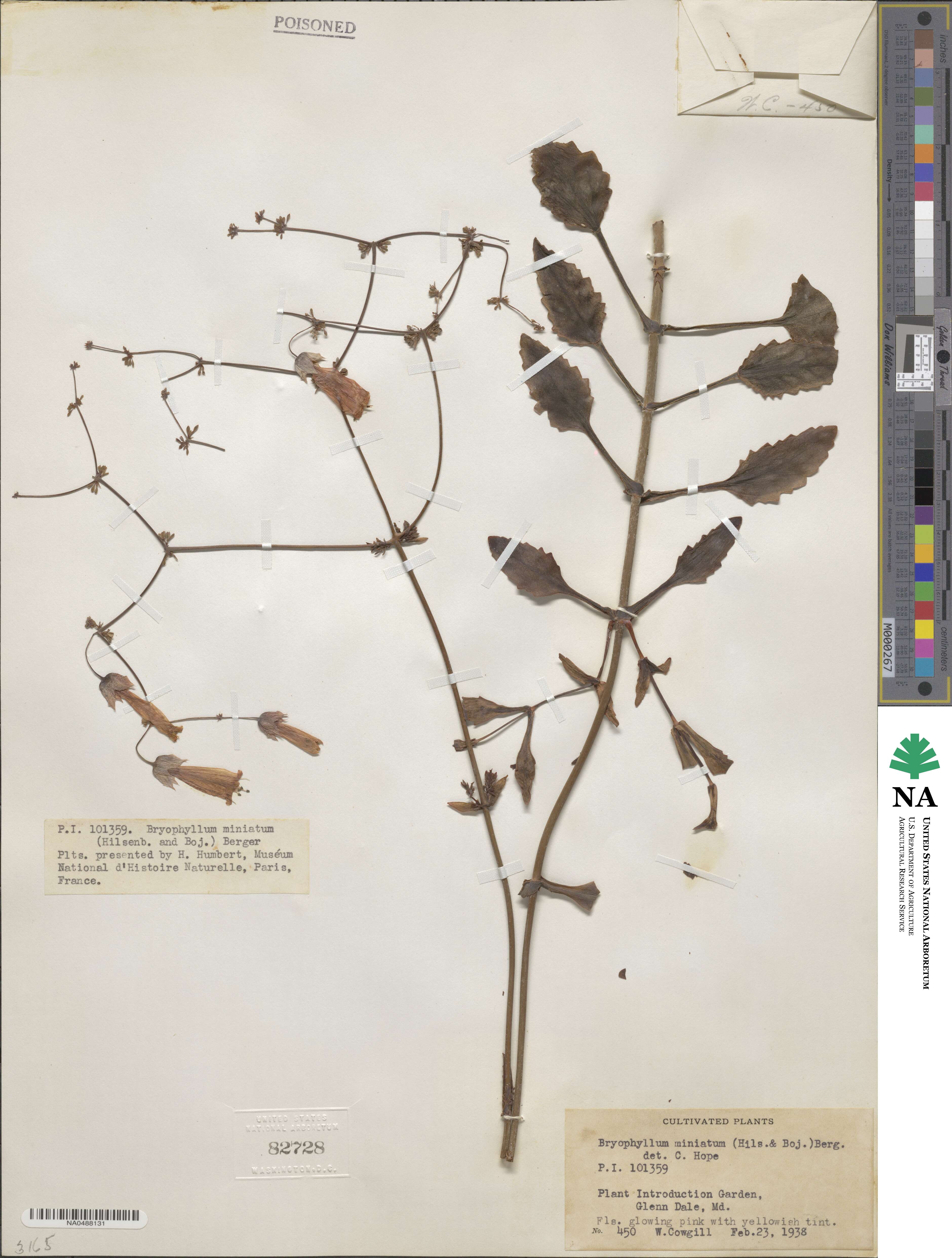 Kalanchoe miniata image