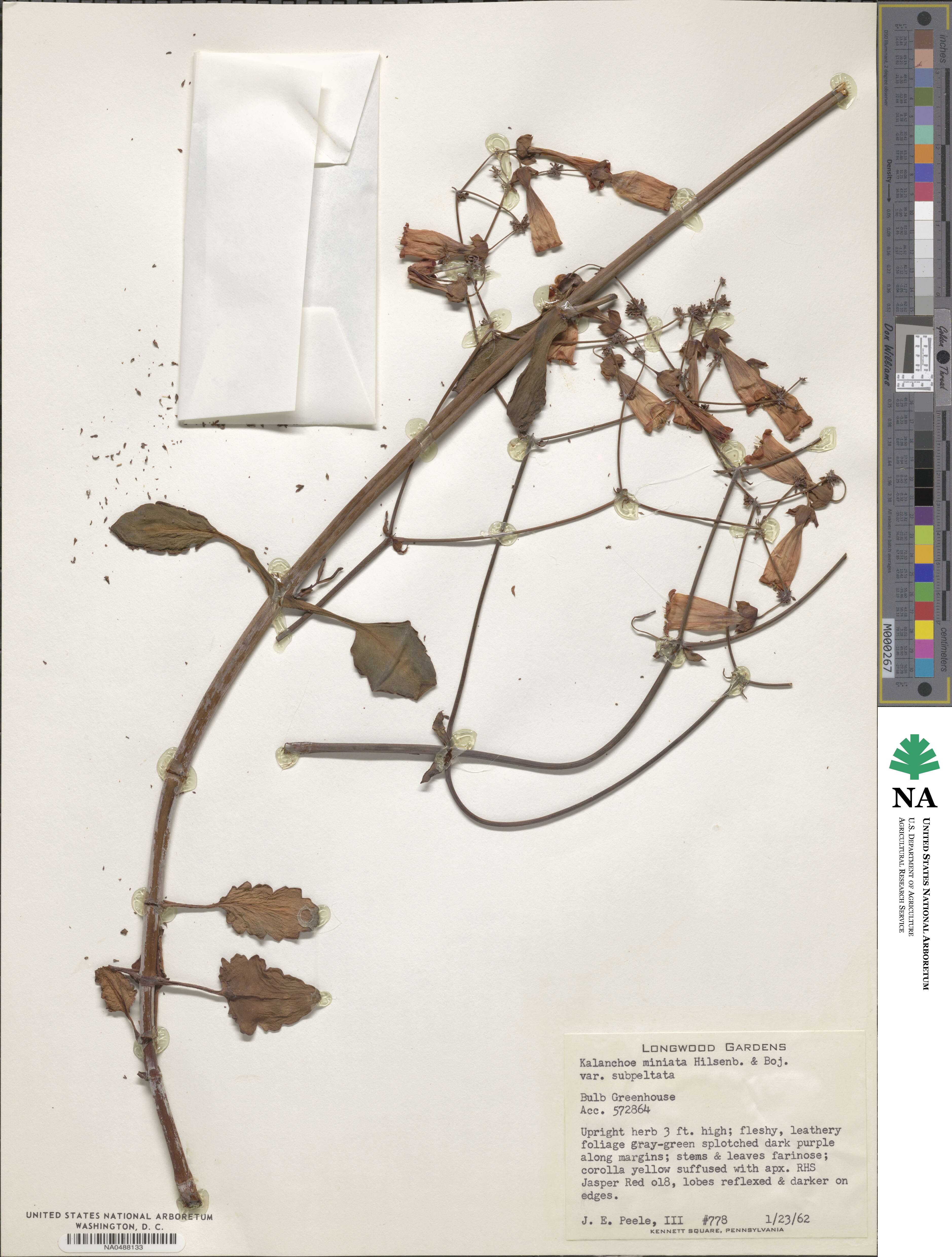 Kalanchoe miniata var. subpeltata image