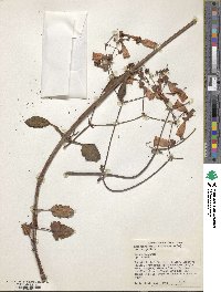Kalanchoe miniata image