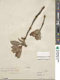 Kalanchoe orgyalis image