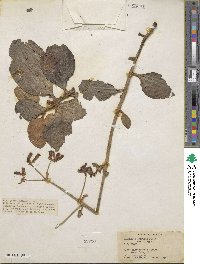 Kalanchoe orgyalis image