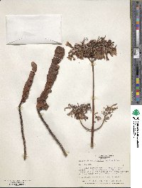 Kalanchoe fedtschenkoi image