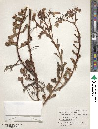 Kalanchoe fedtschenkoi image