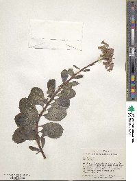 Kalanchoe fedtschenkoi image