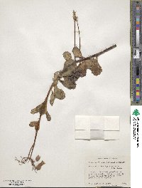 Kalanchoe fedtschenkoi image