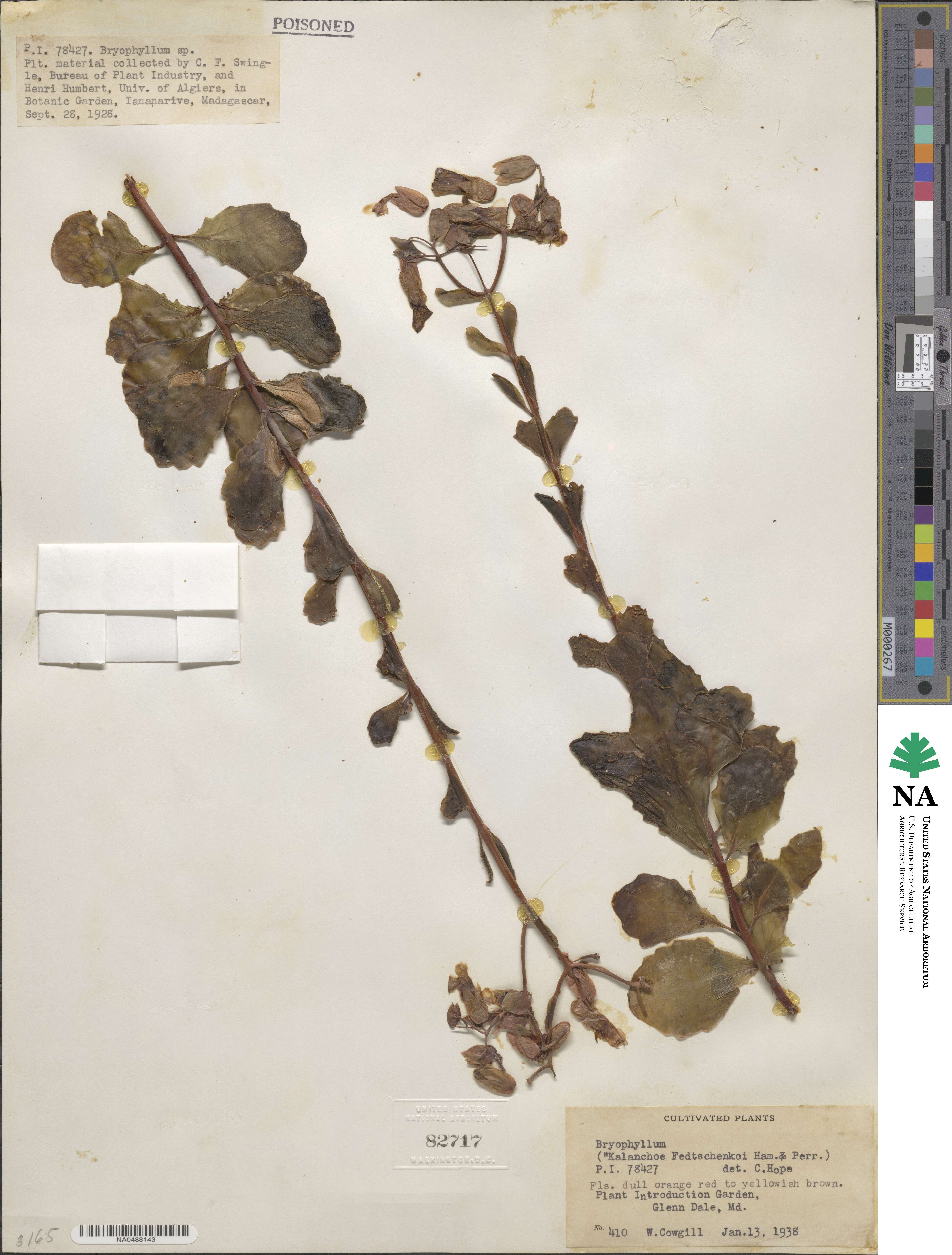 Kalanchoe fedtschenkoi image