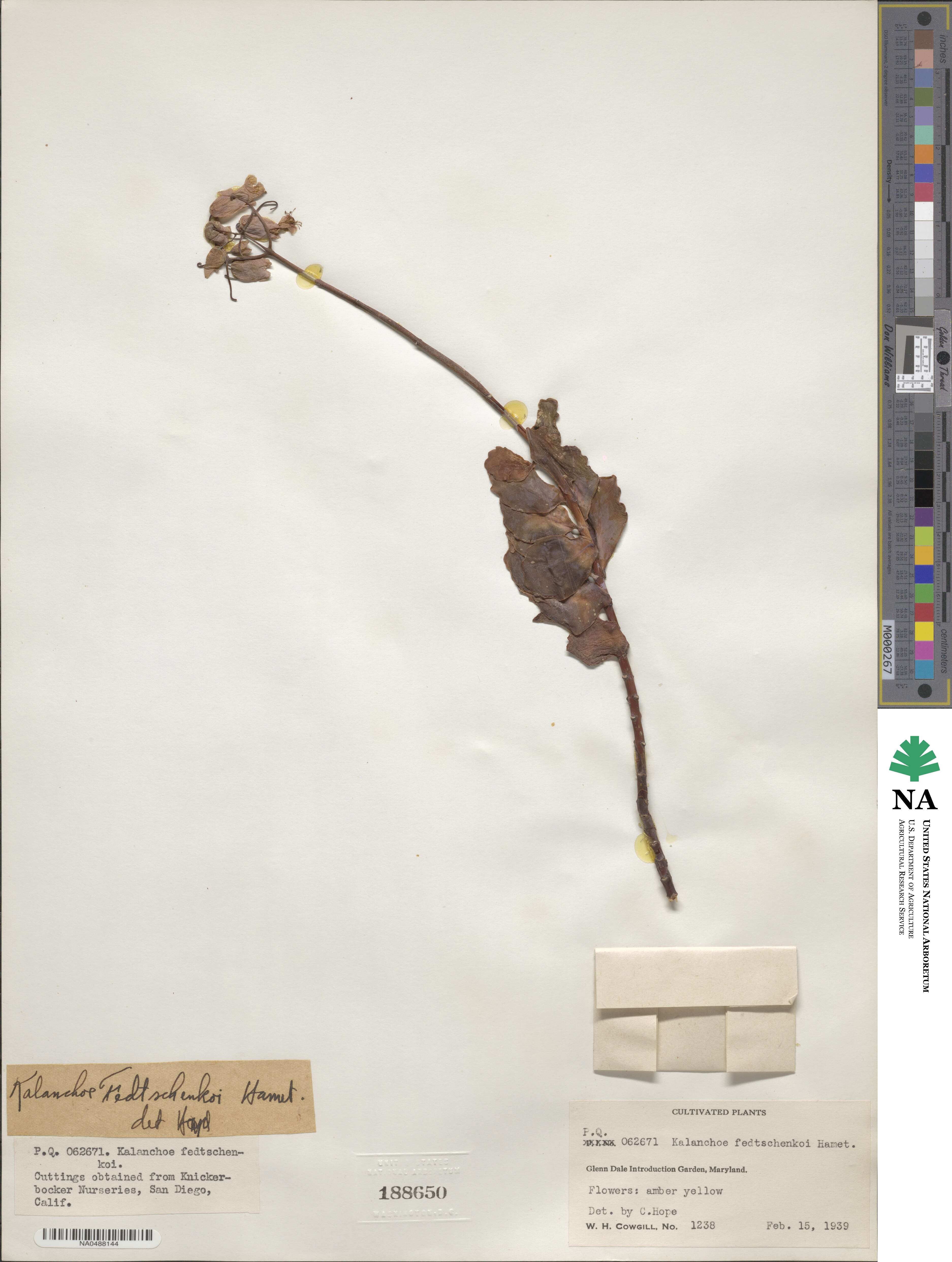 Kalanchoe fedtschenkoi image
