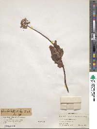 Kalanchoe fedtschenkoi image