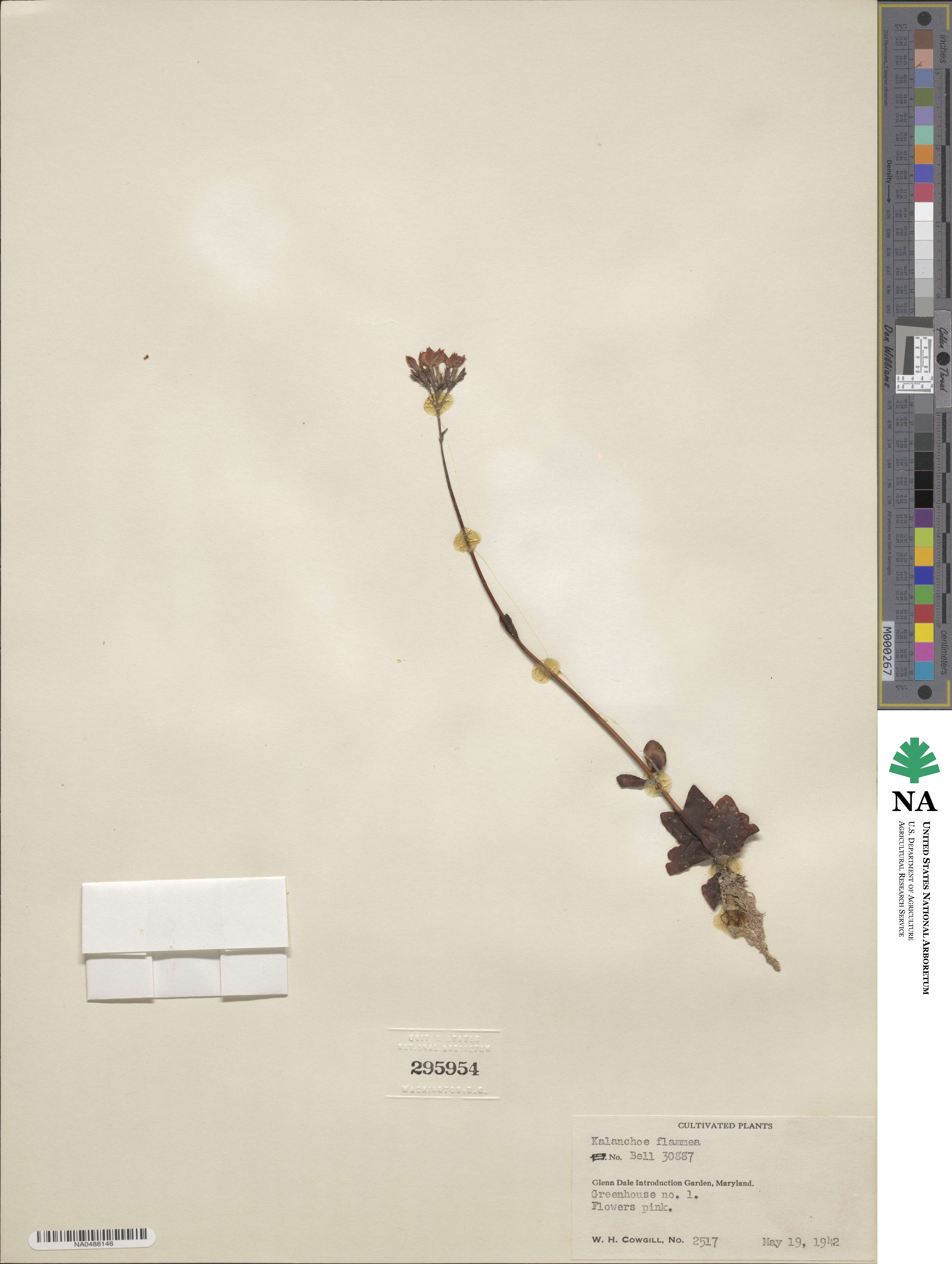 Kalanchoe glaucescens image