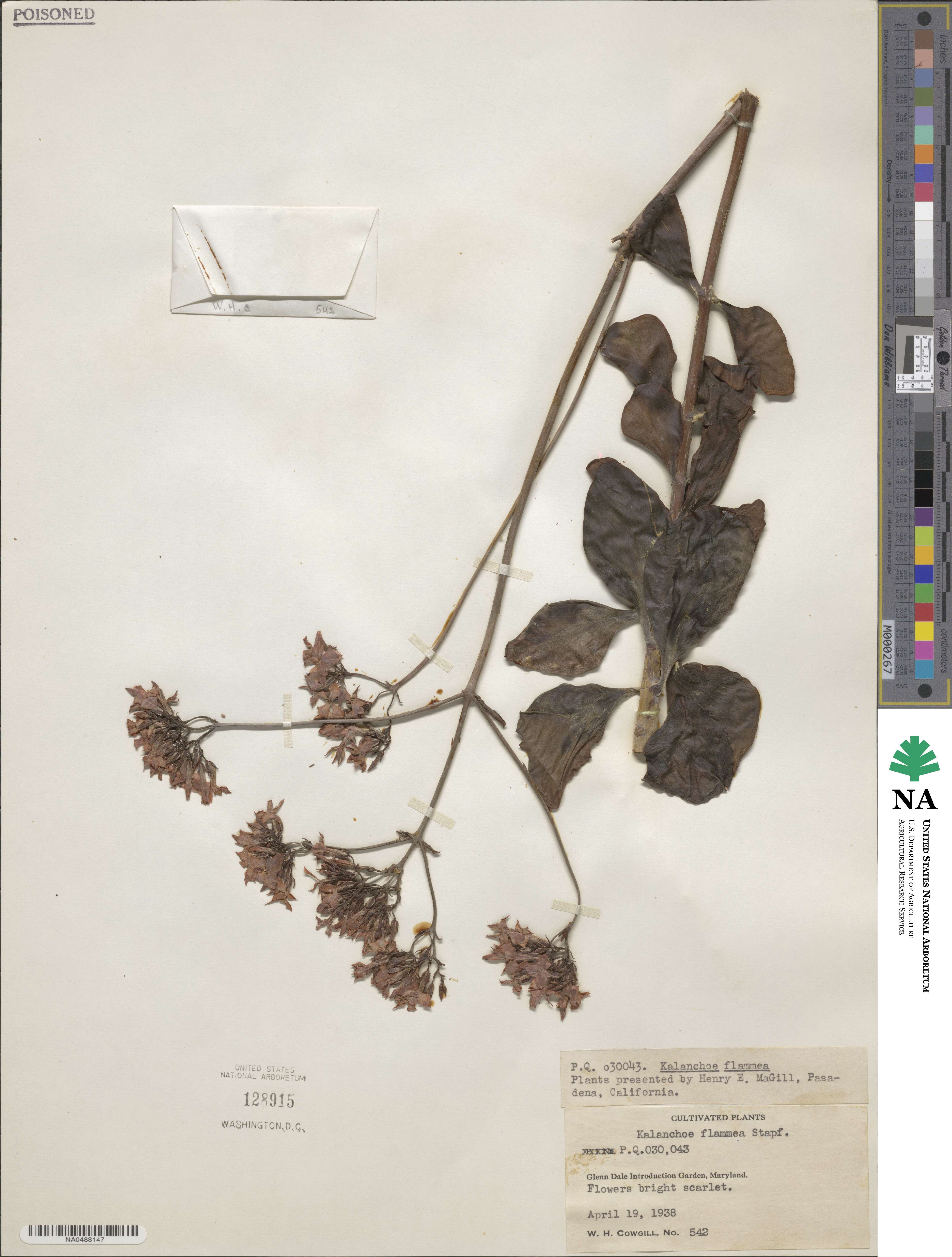 Kalanchoe glaucescens image