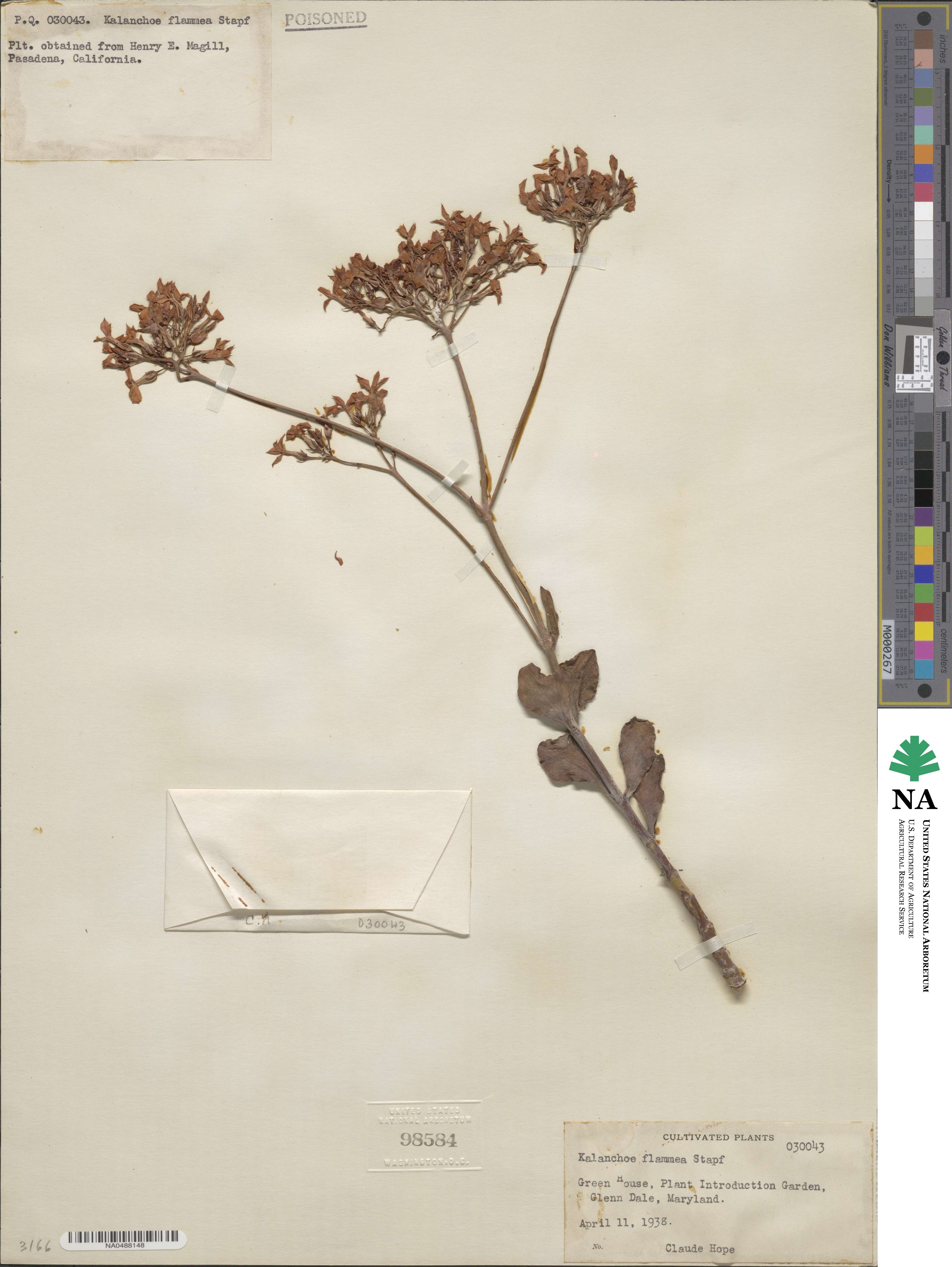 Kalanchoe glaucescens image