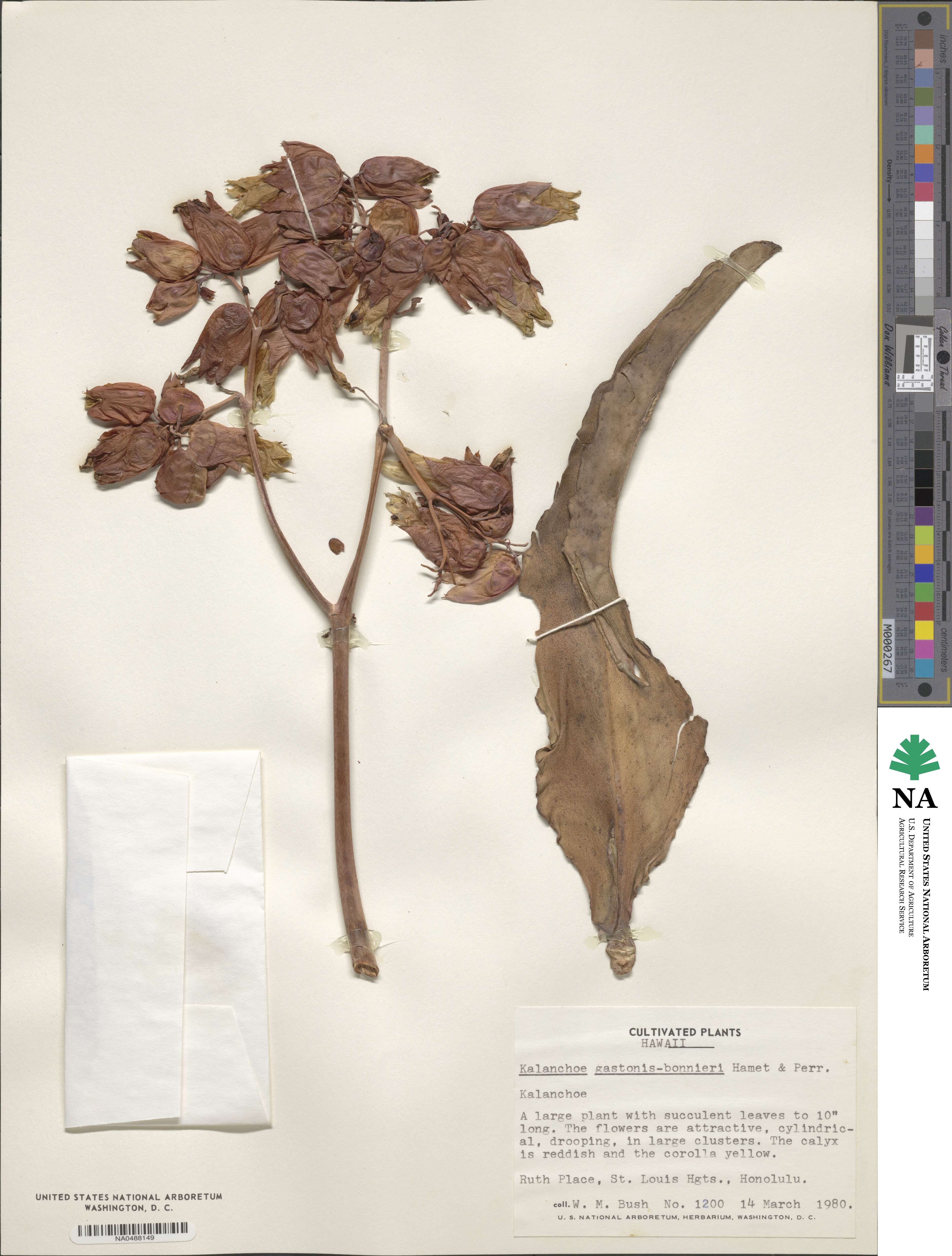 Kalanchoe gastonis-bonnieri image