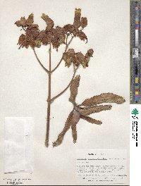 Kalanchoe gastonis-bonnieri image