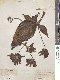 Kalanchoe gastonis-bonnieri image