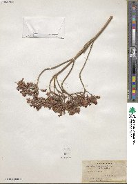 Kalanchoe glaucescens image