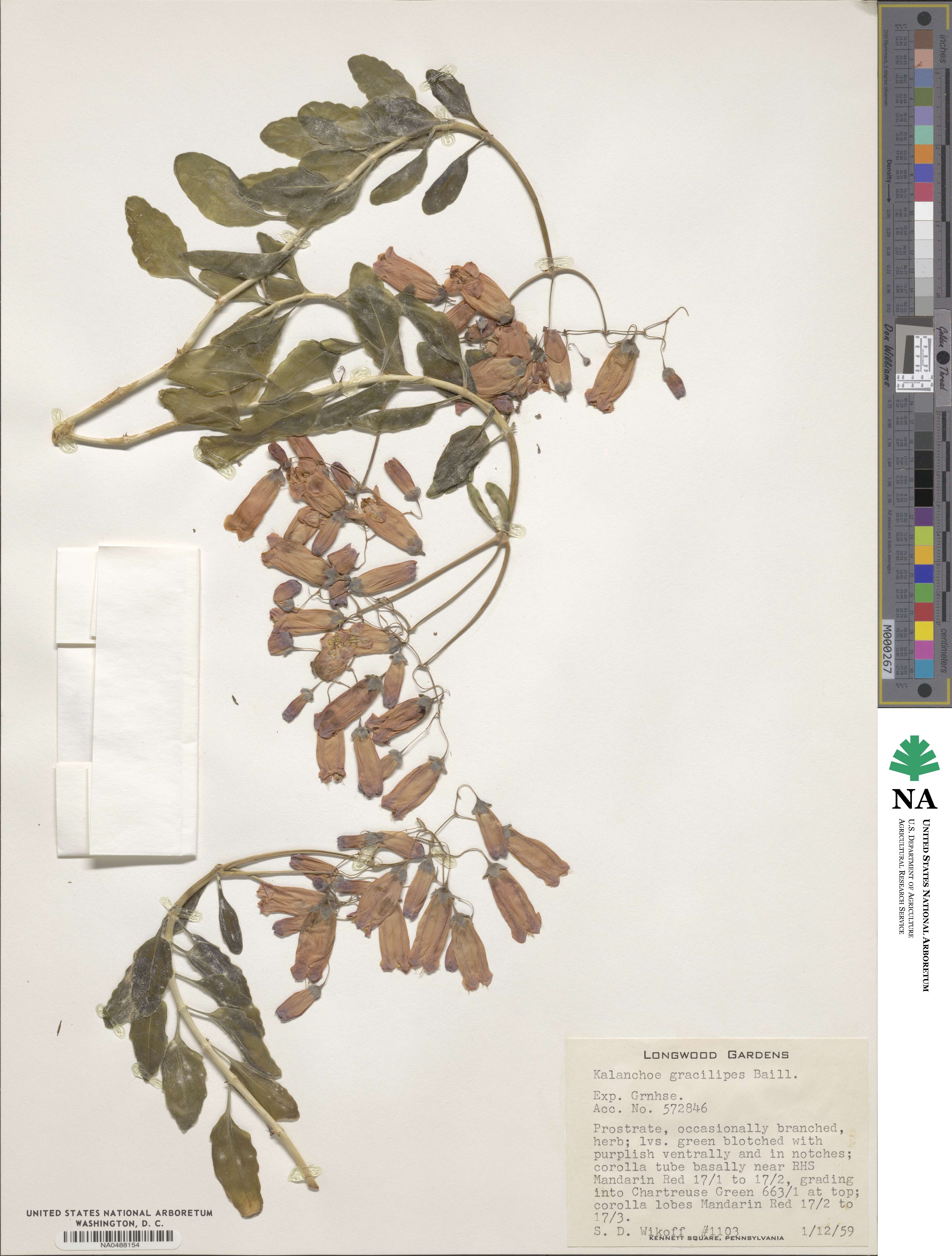 Kalanchoe gracilipes image